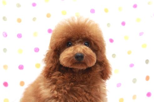 販売中のマルプー:マルチーズ×トイプードルの親犬