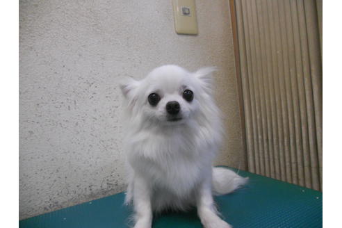 販売中のチワワ(ロングコート)の親犬
