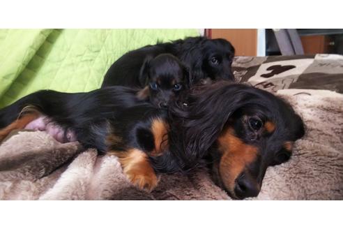 販売中のミニチュアダックスフンド(ロングヘアード)の親犬