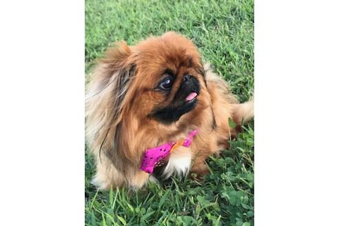 宮原由美子ブリーダーの詳細