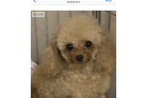 販売中のティーカッププードルの親犬