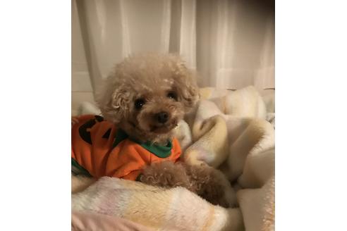 販売中のティーカッププードルの親犬