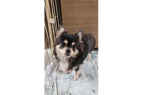 販売中のチワワ(ロングコート)の親犬