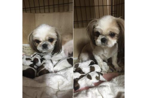 販売中のシーズーの親犬