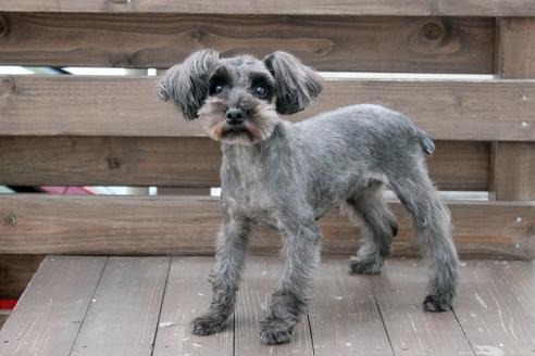 販売中のミニチュアシュナウザーの親犬
