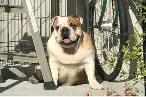 販売中のブルドッグの親犬