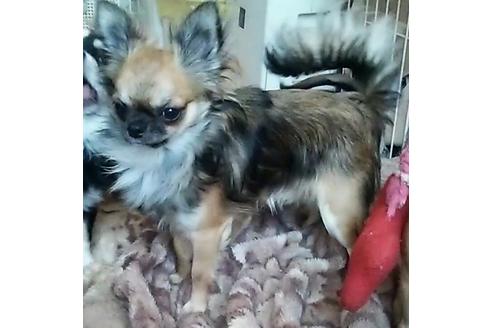販売中のチワワ(ロングコート)の親犬