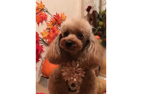 販売中のタイニープードルの親犬