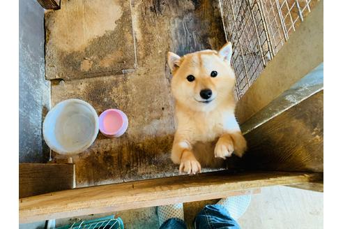 販売中の豆柴の親犬