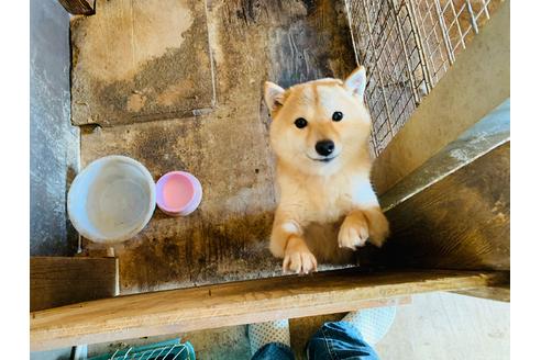 販売中の豆柴の母親