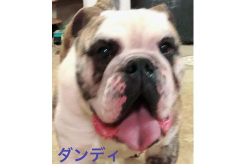 販売中のブルドッグの親犬