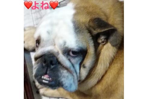 販売中のブルドッグの親犬