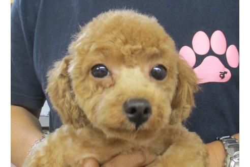 販売中のティーカッププードルの親犬