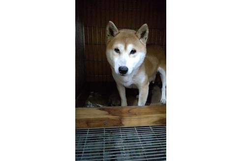 販売中の柴犬の親犬