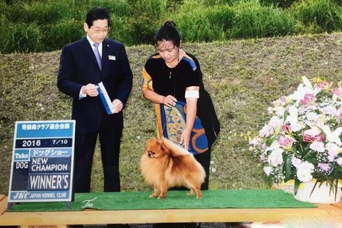 販売中のポメラニアンの親犬