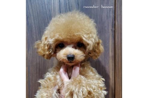販売中のタイニープードルの親犬