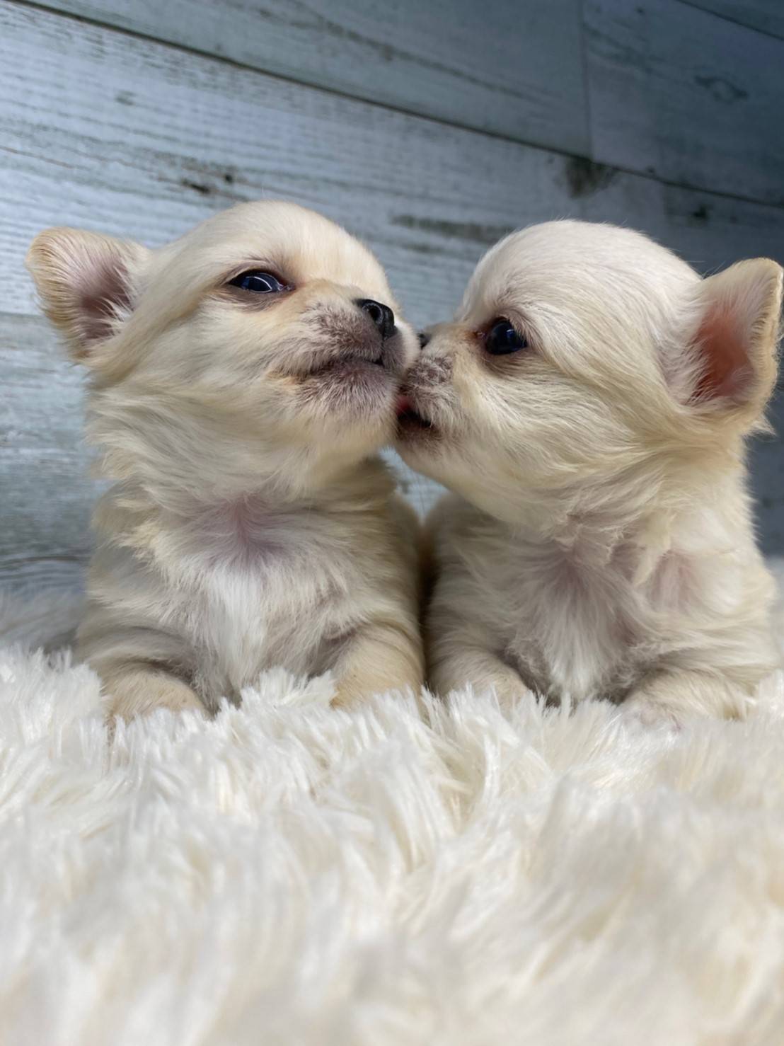 松下ブリーダー