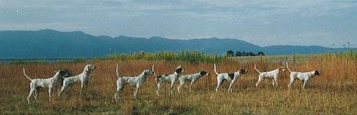 片田ブリーダー