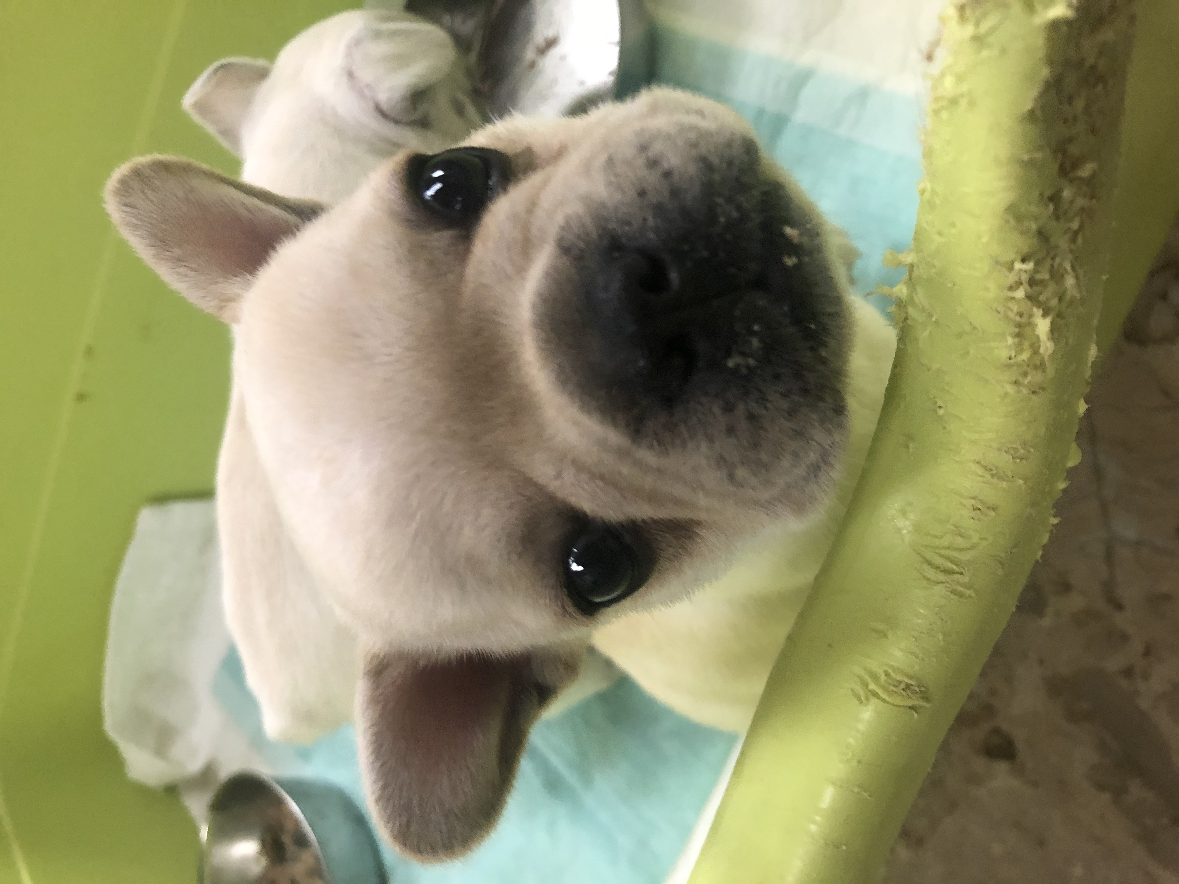 大島ブリーダー