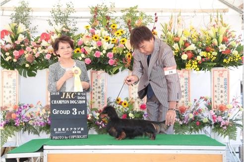 販売中のミニチュアダックスフンド(ロングヘアード)の親犬