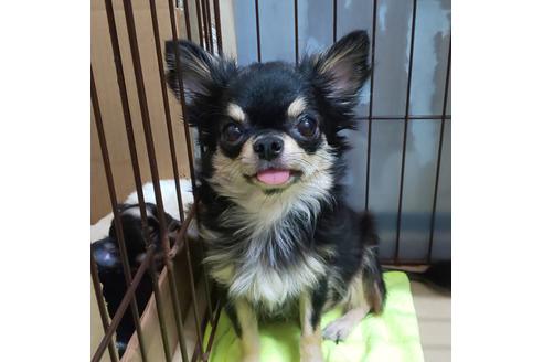 販売中のチワワ(ロングコート)の親犬