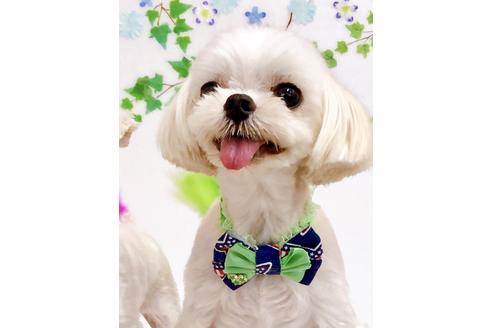 販売中のチワマル:チワワ×マルチーズの親犬