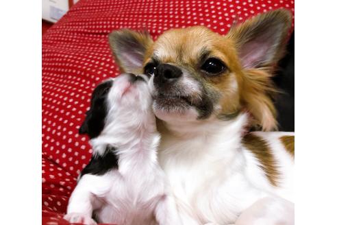 販売中のチワマル:チワワ×マルチーズの親犬