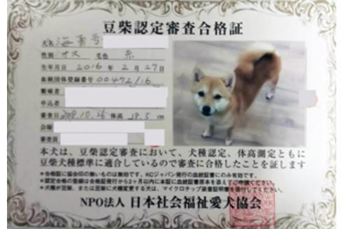 販売中の豆柴の親犬