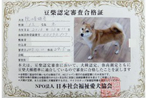 販売中の豆柴の親犬