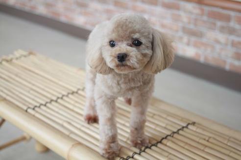 販売中のトイプードルの親犬