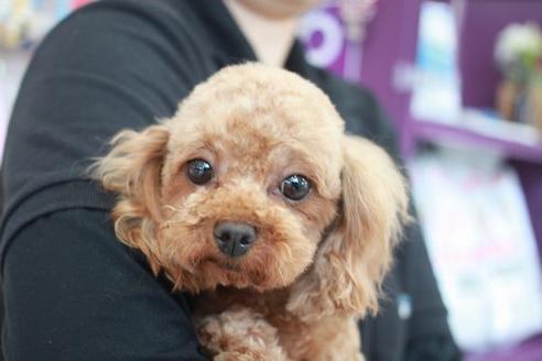 販売中のトイプードルの親犬