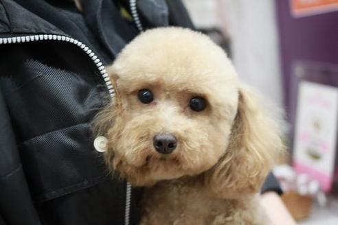 販売中のトイプードルの親犬