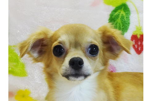 千葉県のロングコートチワワ 女の子 2019 09 11生まれ フォーン