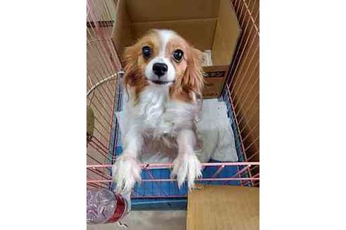 販売中のパピヨンの親犬