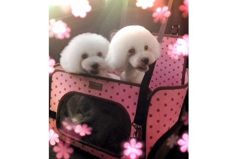 販売中のタイニープードルの親犬