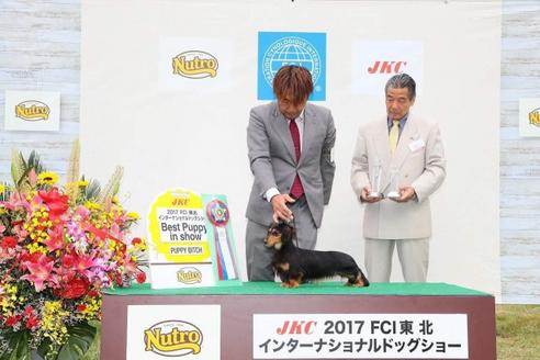 販売中のミニチュアダックスフンド(ロングヘアード)の親犬