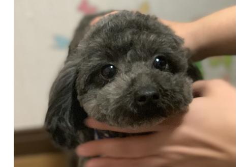 販売中のティーカッププードルの親犬