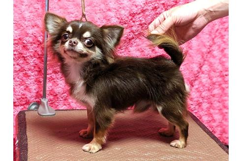 販売中のチワワ(ロングコート)の親犬