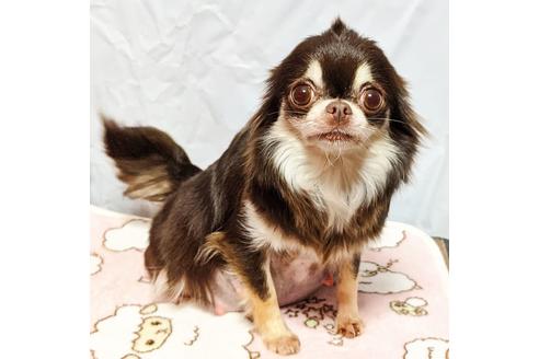 販売中のチワワ(ロングコート)の親犬