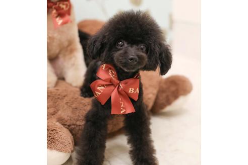 販売中のティーカッププードルの親犬