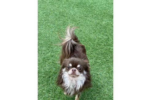 販売中のチワワ(スムースコート)の親犬