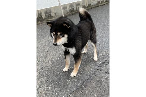 販売中の柴犬の親犬