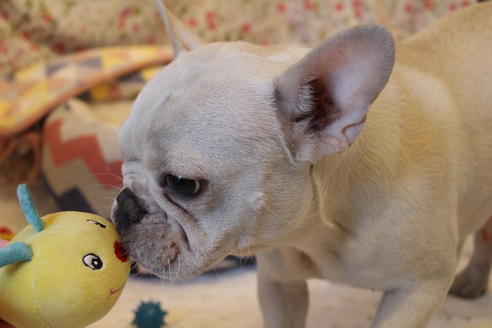 販売中のフレンチブルドッグの親犬