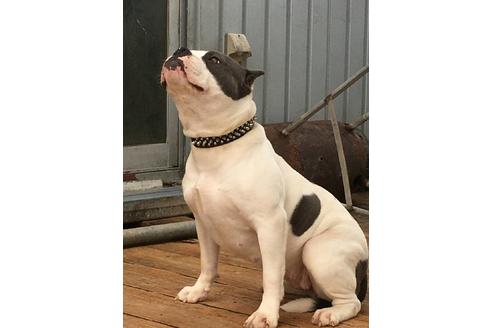 販売中のミックス犬の親犬