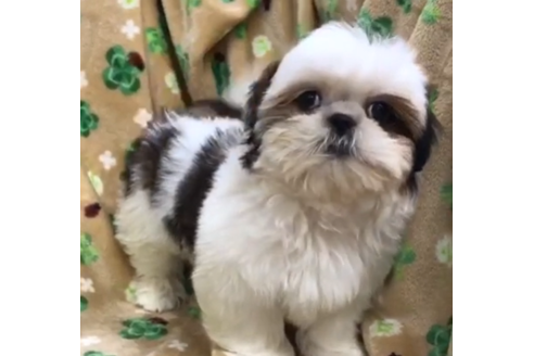 茨城県でシーズーの子犬を探す ブリーダーナビ