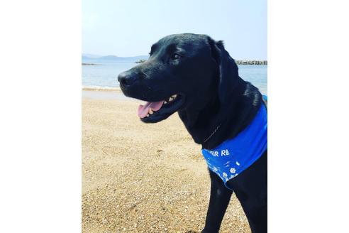 販売中のラブラドールレトリーバーの親犬