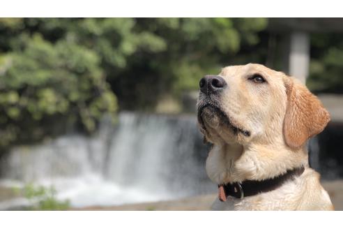 販売中のラブラドールレトリーバーの親犬