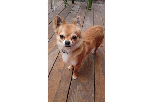 販売中のチワワ(ロングコート)の親犬