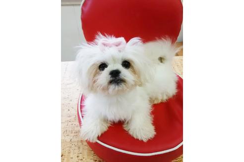 販売中のマルプー:マルチーズ×トイプードルの親犬