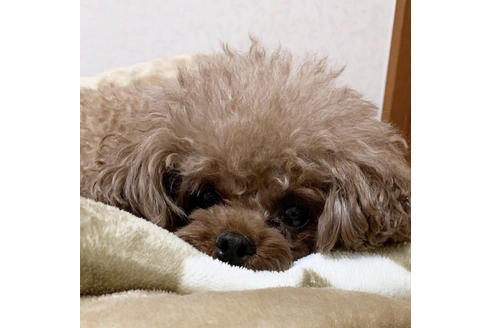 販売中のタイニープードルの親犬
